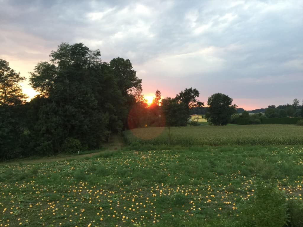 Sunset view of green fields and trees near Hotel Toscanina, perfect for relaxing stays.