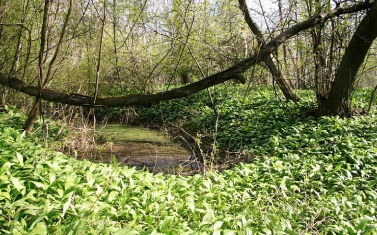 Wandern in den Mur-Auen