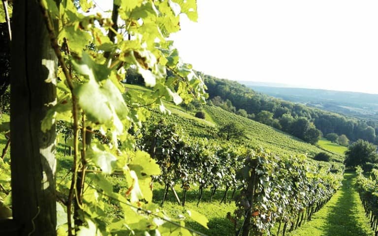 Wandern durch die Weinberge