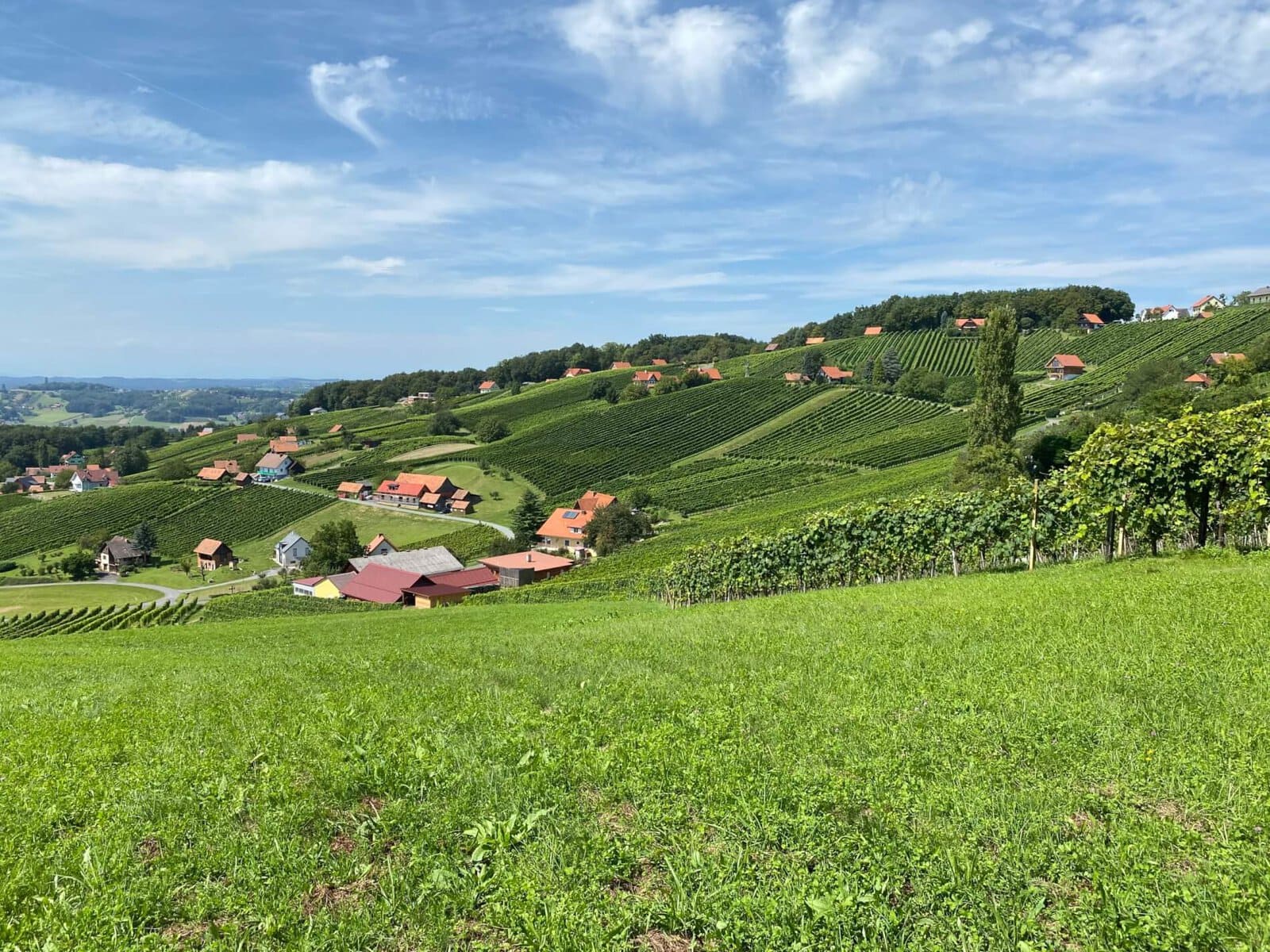 Sanfte, grüne Hügel in den Weinbergen der Südoststeiermark