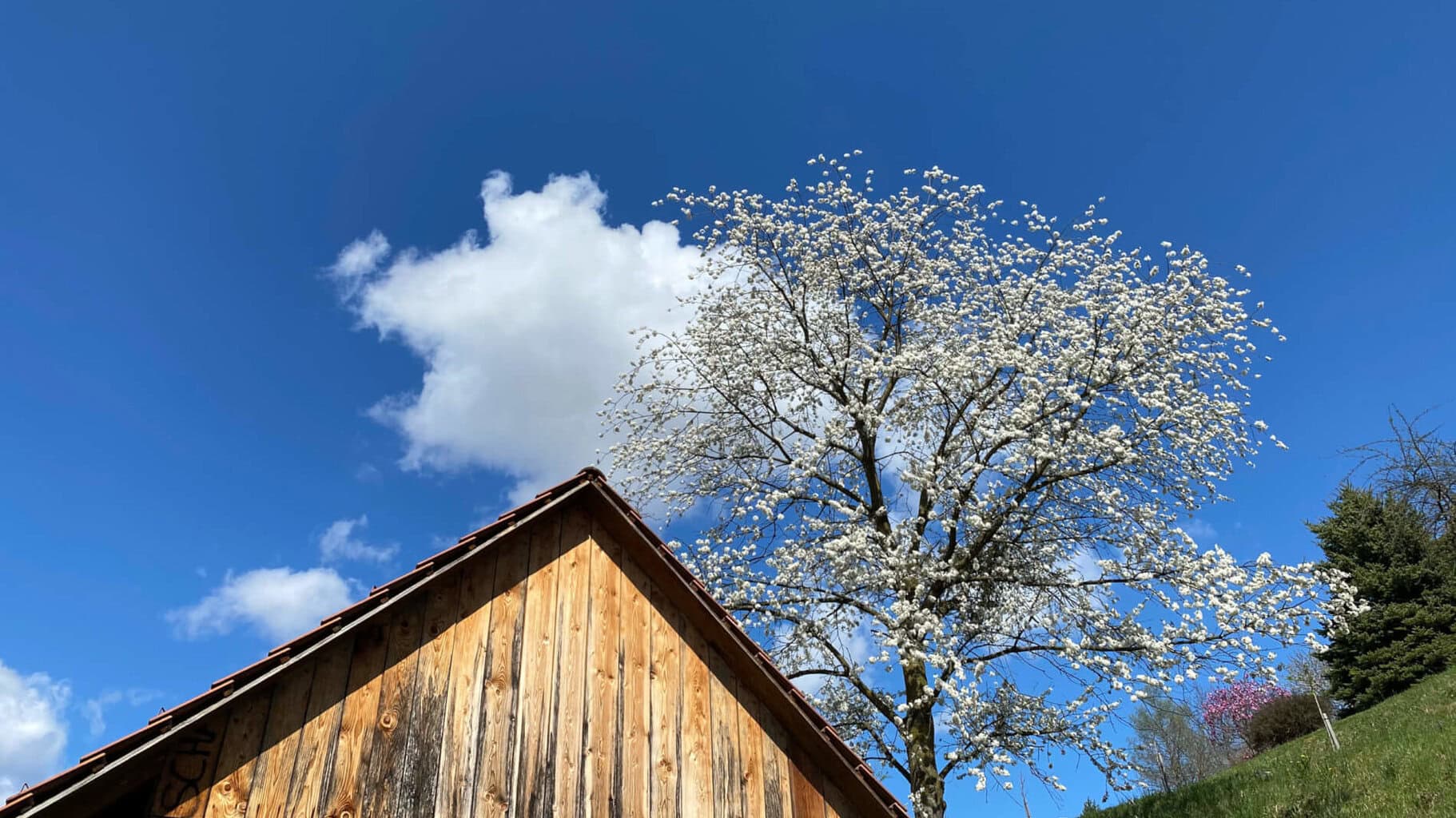Fetz-blauer Himmel über First eines Kellerstöckls in Klöch und mit einem blühenden Baum