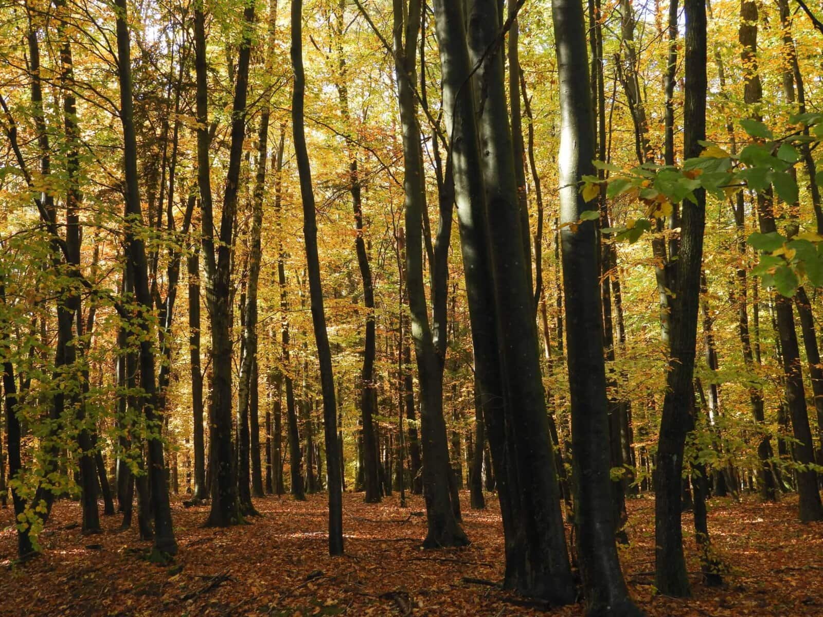 Herbst im Radkersburger Wald mit bunten Blättern und Sonnenlicht.