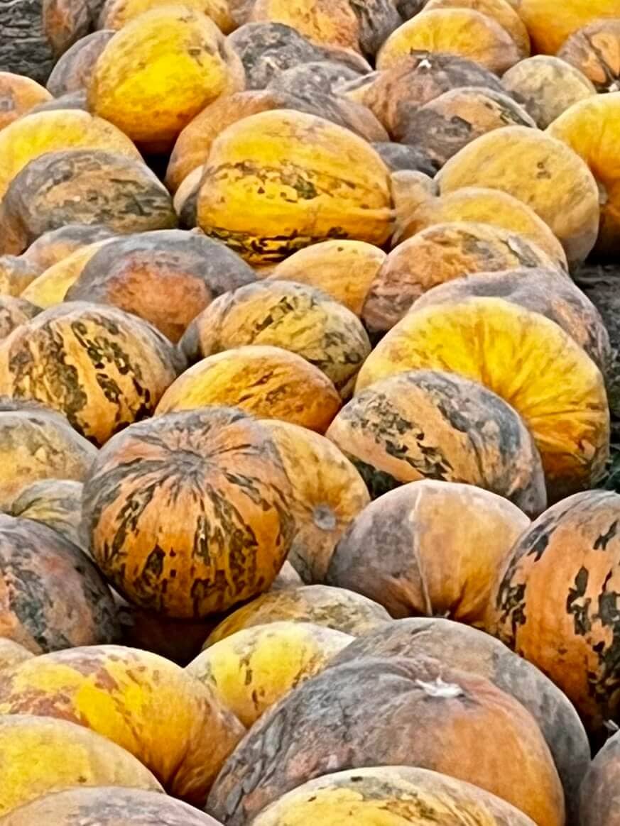 Herbst in Radkersburg: Bunte Kürbisse auf dem Feld, ideal für die Erntezeit.
